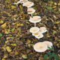 More mushrooms in a line, A Busy Day, Southwold and Thornham, Suffolk - 11th November 2012
