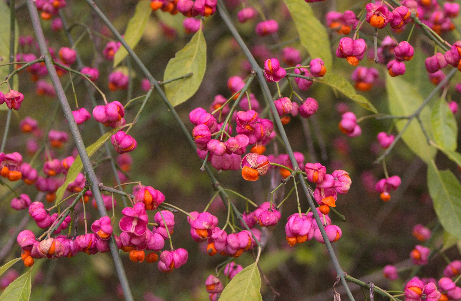 Bright pink flowers, from A Busy Day, Southwold and Thornham, Suffolk - 11th November 2012