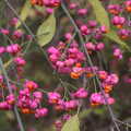Bright pink flowers, A Busy Day, Southwold and Thornham, Suffolk - 11th November 2012