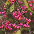 Bright pink flowers, A Busy Day, Southwold and Thornham, Suffolk - 11th November 2012