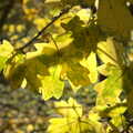 Bright autumn leaves, Sis Comes to Visit, Eye, Suffolk - 18th November 2012