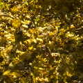 More yellow autumnal foliage, Sis Comes to Visit, Eye, Suffolk - 18th November 2012