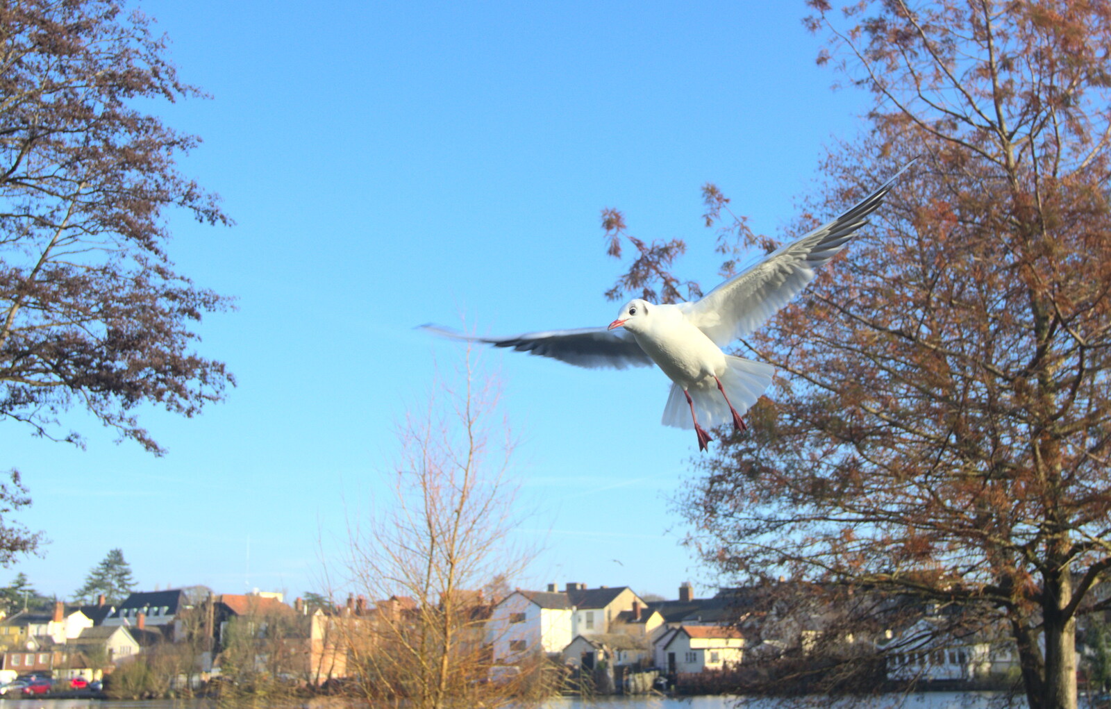 Another seagull on the wing from The Christmas Lights Switch On, Eye, Suffolk - 7th December 2012