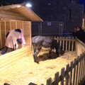 There's a real donkey in the Nativity display, A Night on the Lash, Dublin, Ireland - 14th December 2012