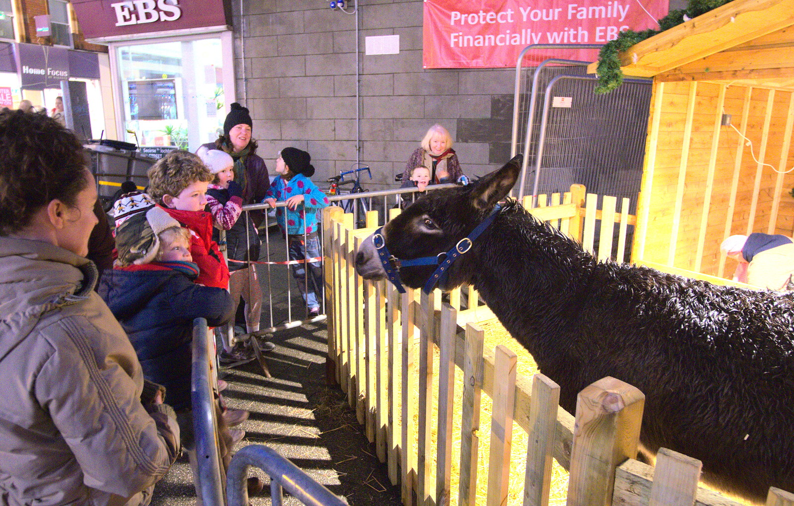 Fred looks at the donkey from A Night on the Lash, Dublin, Ireland - 14th December 2012