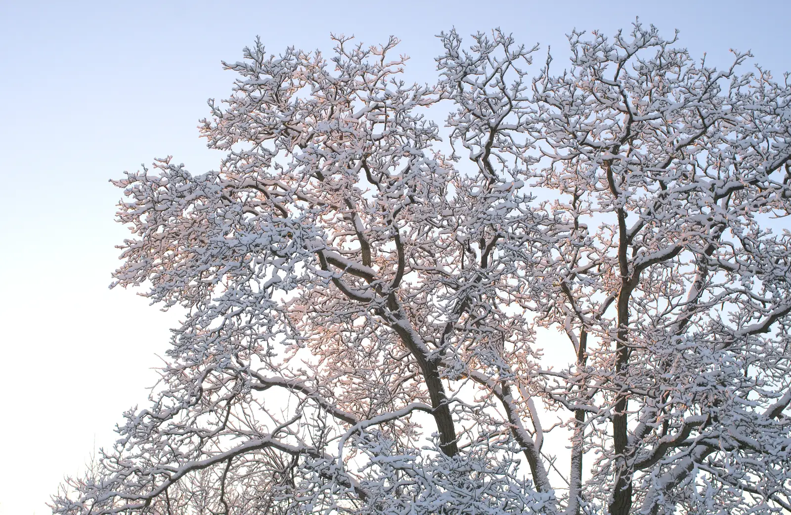 A frozen tree, from A Couple of Snow Days, Brome, Suffolk - 16th January 2013