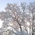 A frozen tree, A Couple of Snow Days, Brome, Suffolk - 16th January 2013