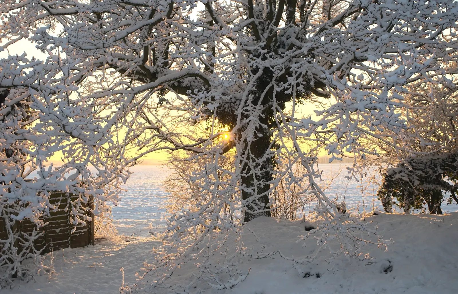 Golden sun through a snowy tree, from A Couple of Snow Days, Brome, Suffolk - 16th January 2013