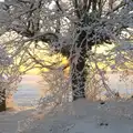 Golden sun through a snowy tree, A Couple of Snow Days, Brome, Suffolk - 16th January 2013