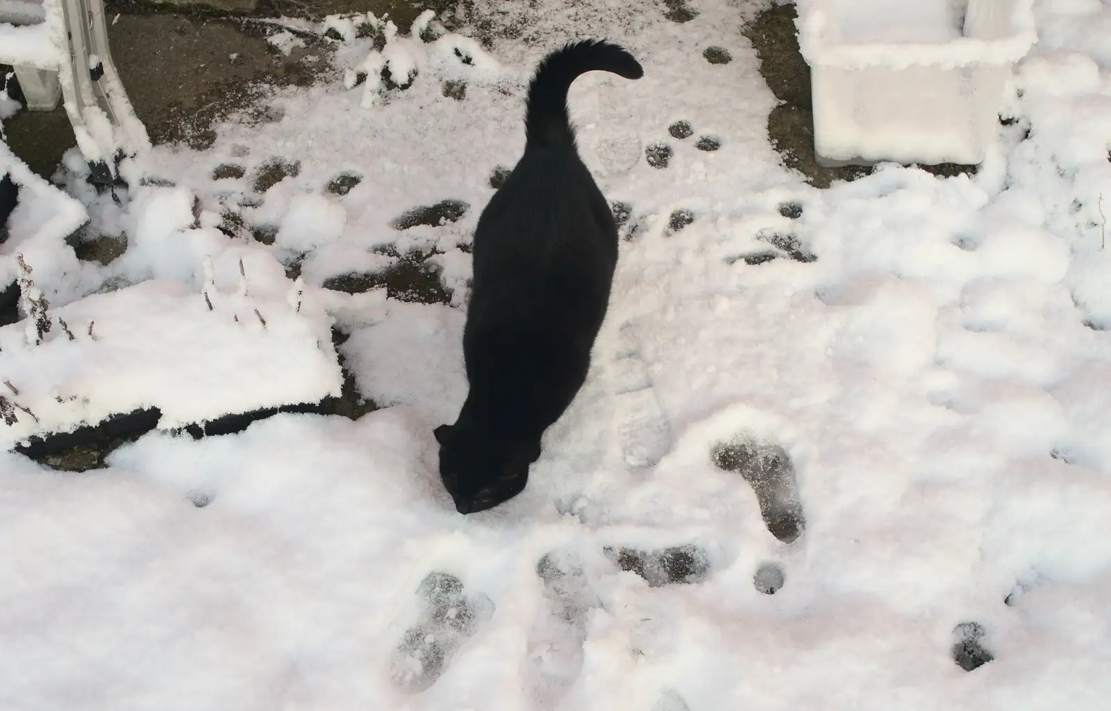 Millie cat has a sniff, from A Couple of Snow Days, Brome, Suffolk - 16th January 2013