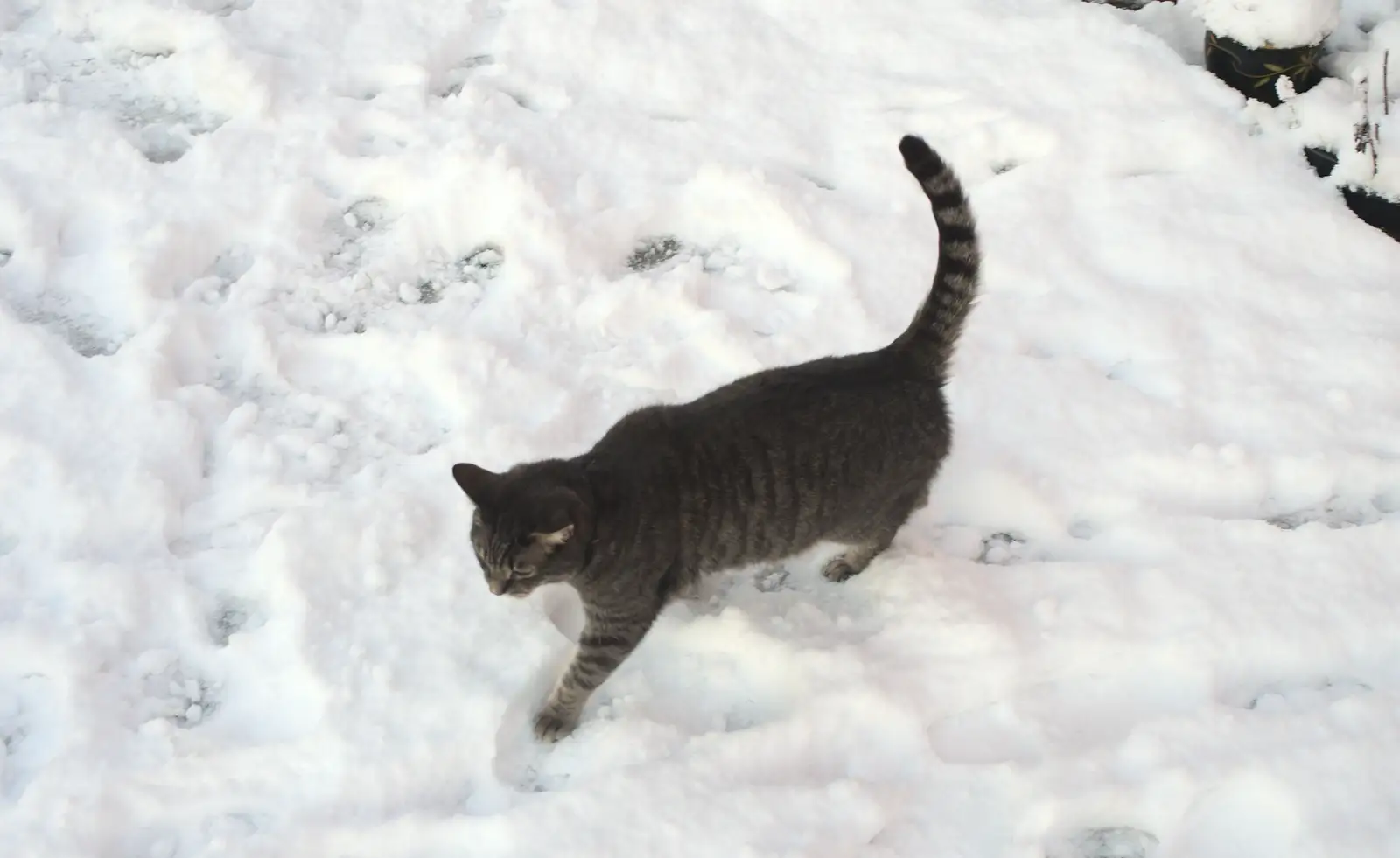 Boris gingerly walks around, from A Couple of Snow Days, Brome, Suffolk - 16th January 2013