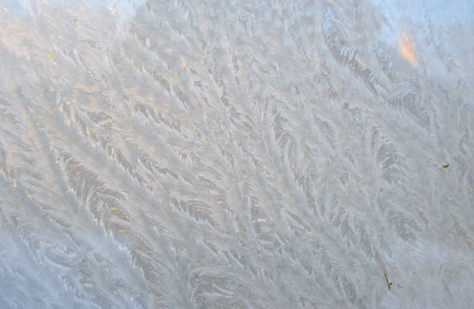 Cool ice patterns on the greenhouse, from A Couple of Snow Days, Brome, Suffolk - 16th January 2013