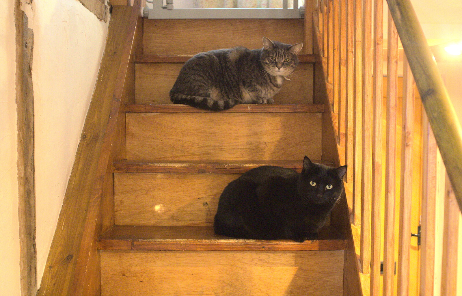 Boris and Millie on the stairs from A Couple of Snow Days, Brome, Suffolk - 16th January 2013