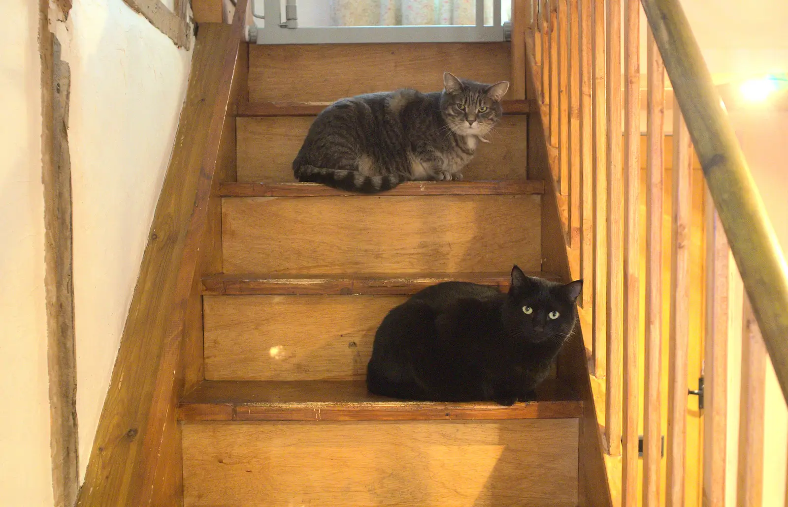 Boris and Millie on the stairs, from A Couple of Snow Days, Brome, Suffolk - 16th January 2013