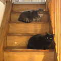 Boris and Millie on the stairs, A Couple of Snow Days, Brome, Suffolk - 16th January 2013