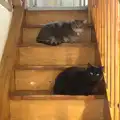 Boris and Millie on the stairs, A Couple of Snow Days, Brome, Suffolk - 16th January 2013