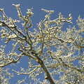 A snow-covered walnut tree, A Couple of Snow Days, Brome, Suffolk - 16th January 2013