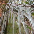Close-up icicles, More Snow Days and a Wind Turbine is Built, Brome, Suffolk - 19th January 2013