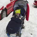 2013 Harry looks unimpressed to be attached to a sledge