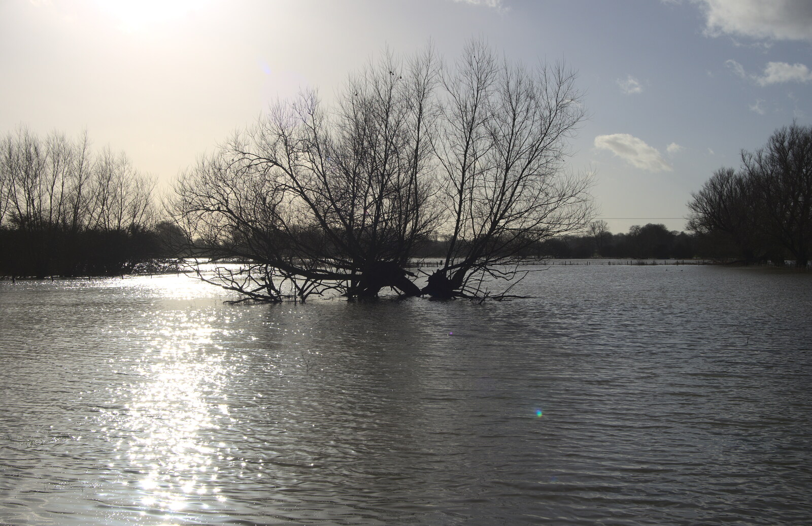 A flooded tree from Flooding at the King's Bridge, and Lunch at the Beaky, Eye and Occold, Suffolk - 27th January 2013