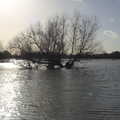 A flooded tree, Flooding at the King's Bridge, and Lunch at the Beaky, Eye and Occold, Suffolk - 27th January 2013