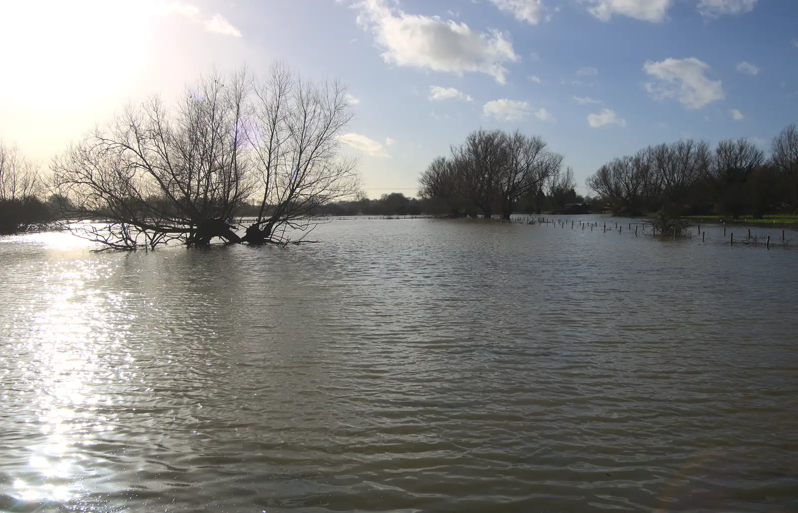 A flooded tree by the King's Bridge, from Flooding at the King's Bridge, and Lunch at the Beaconsfield Arms, Suffolk - 27th January 2013