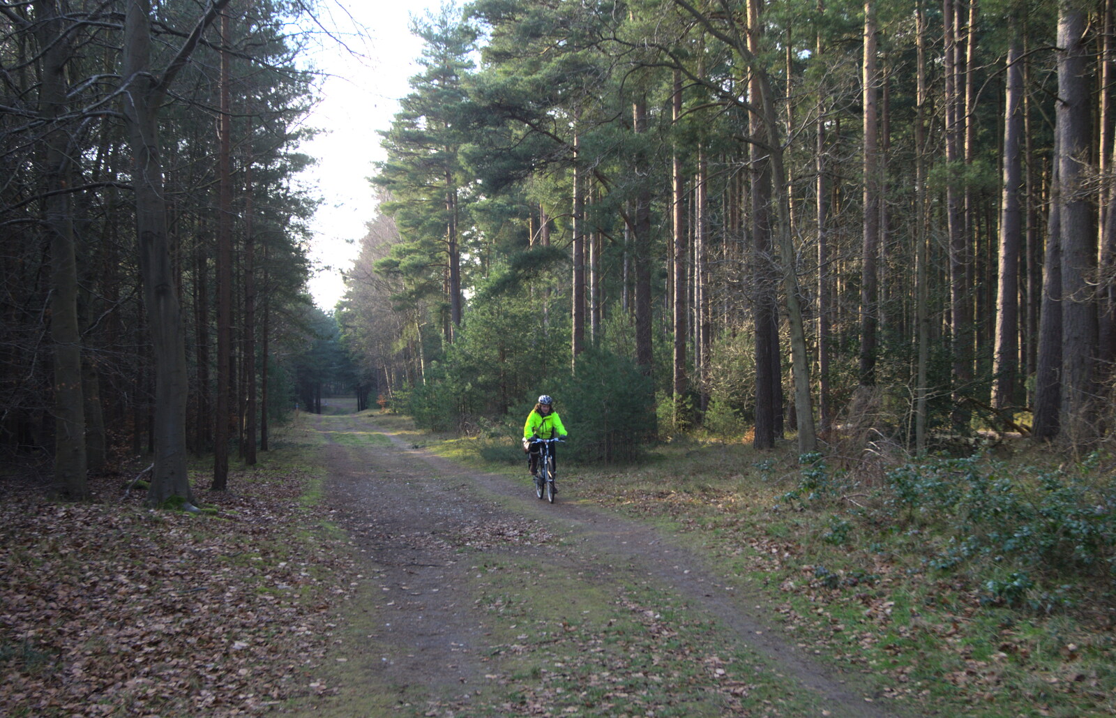 Isobel in a big forest from Music at Amandines and a High Lodge Bike Ride, Diss and Brandon - 17th February 2013