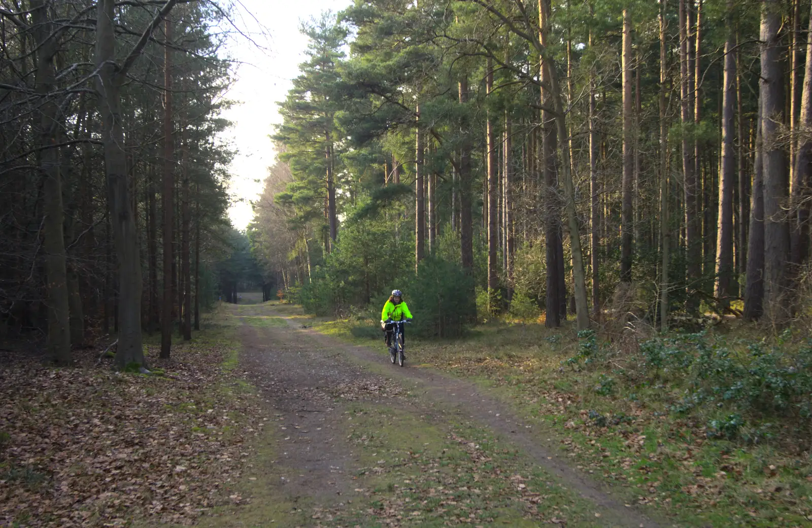 Isobel in a big forest, from Music at Amandines and a High Lodge Bike Ride, Diss and Brandon - 17th February 2013