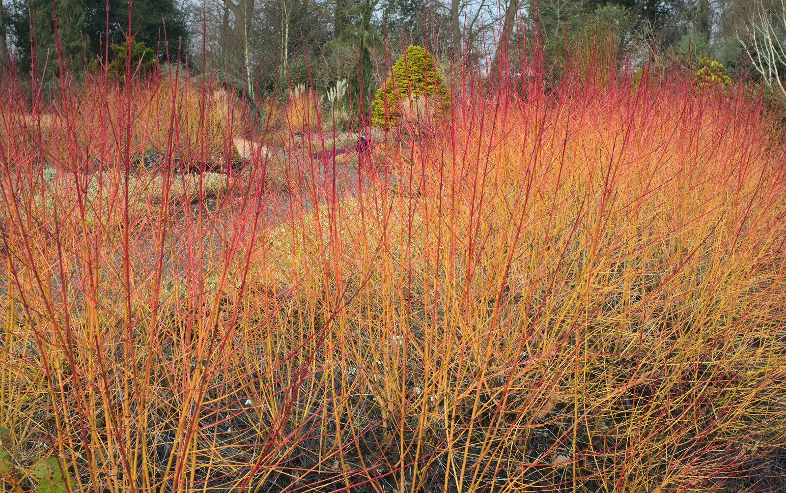 Bright red winter plants from A Walk around Bressingham Winter Garden, Bressingham, Norfolk - 3rd March 2013