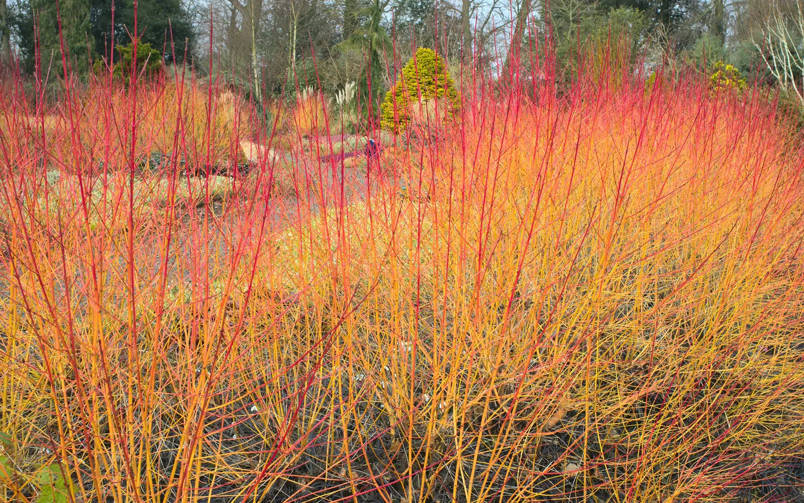 Bright red winter plants, from A Walk around Bressingham Winter Garden, Bressingham, Norfolk - 3rd March 2013