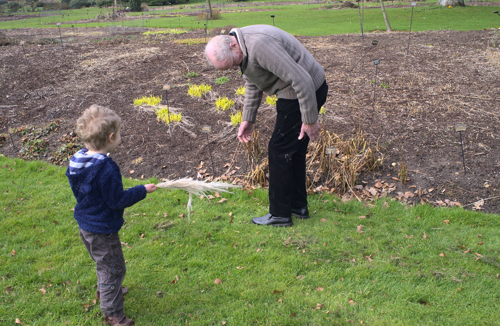 Fred gets seeds all over Grandad's trousers from A Walk around Bressingham Winter Garden, Bressingham, Norfolk - 3rd March 2013