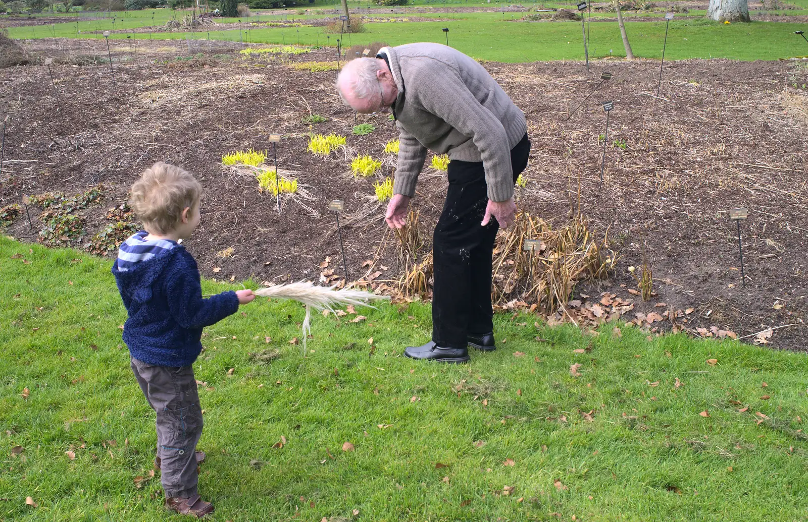 Fred gets seeds all over Grandad's trousers, from A Walk around Bressingham Winter Garden, Bressingham, Norfolk - 3rd March 2013