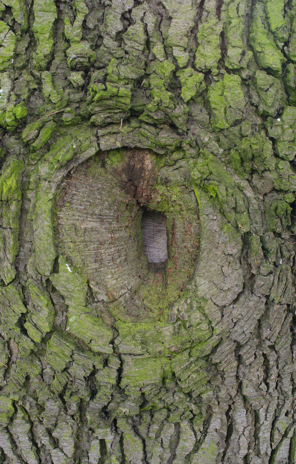 Funky hole in a tree from A Walk around Bressingham Winter Garden, Bressingham, Norfolk - 3rd March 2013