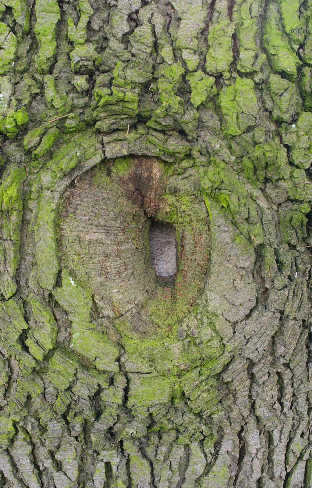 Funky hole in a tree, from A Walk around Bressingham Winter Garden, Bressingham, Norfolk - 3rd March 2013