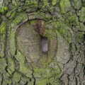 Funky hole in a tree, A Walk around Bressingham Winter Garden, Bressingham, Norfolk - 3rd March 2013