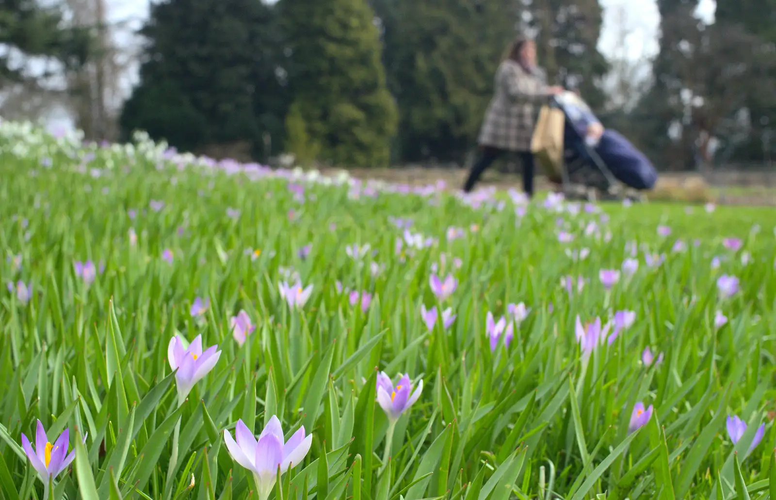 A carpet of crocii, from A Walk around Bressingham Winter Garden, Bressingham, Norfolk - 3rd March 2013