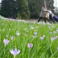 A carpet of crocii, A Walk around Bressingham Winter Garden, Bressingham, Norfolk - 3rd March 2013