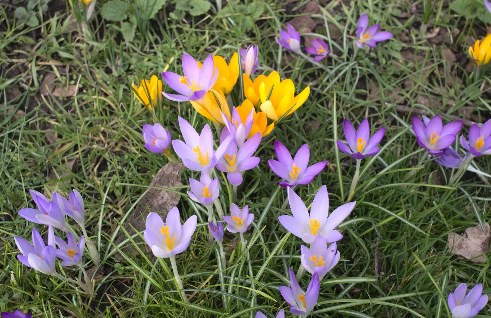 More colourful crocii, from A Walk around Bressingham Winter Garden, Bressingham, Norfolk - 3rd March 2013