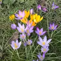 More colourful crocii, A Walk around Bressingham Winter Garden, Bressingham, Norfolk - 3rd March 2013