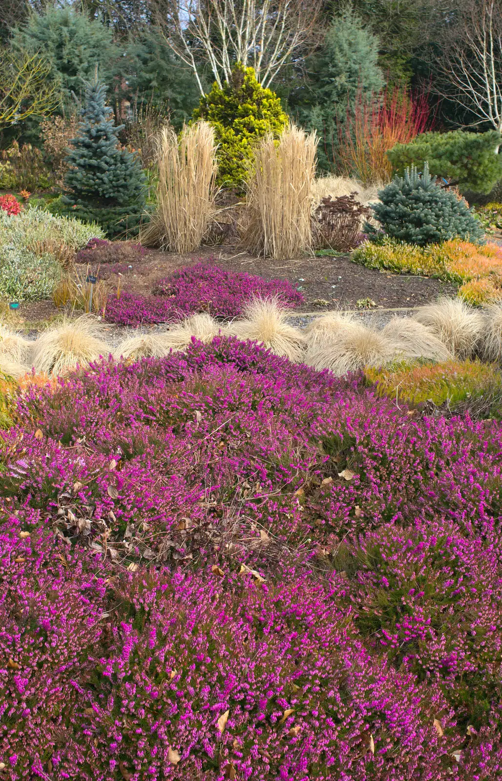 A carpet of purple flowers, from A Walk around Bressingham Winter Garden, Bressingham, Norfolk - 3rd March 2013