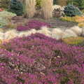 A carpet of purple flowers, A Walk around Bressingham Winter Garden, Bressingham, Norfolk - 3rd March 2013