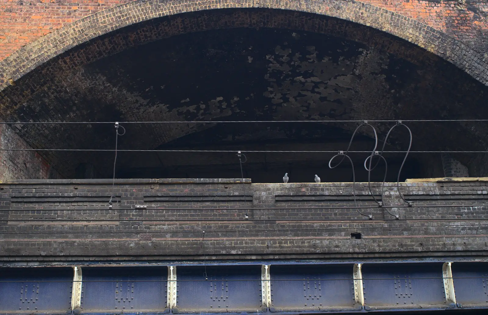 A couple of pigeons peer out, from Demolition of the Bacon Factory, and Railway Dereliction, Ipswich and London - 5th March 2013