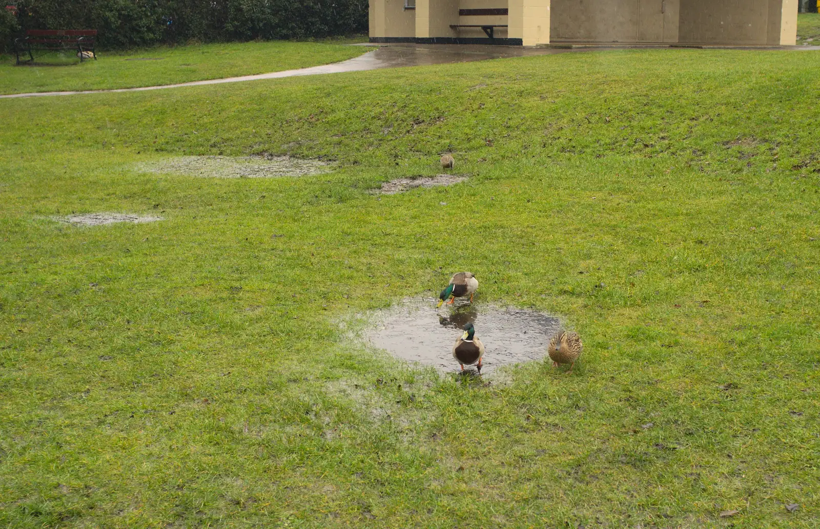 It's good weather for ducks, from Bramford Dereliction and Marconi Demolition, Chelmsford - 12th March 2013