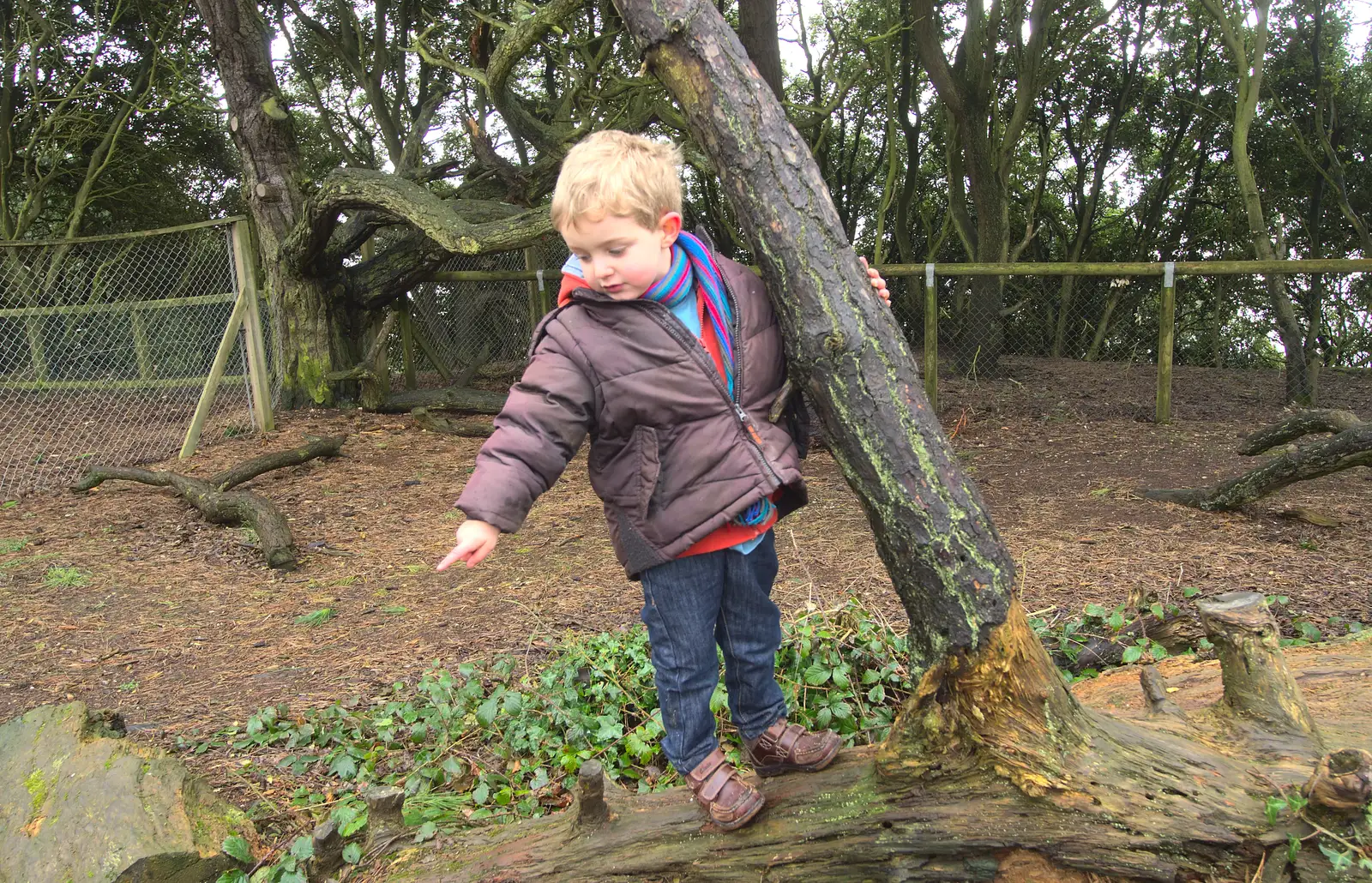 Fred on a tree stump, from A Trip to Highcliffe Castle, Highcliffe, Dorset - 18th March 2013