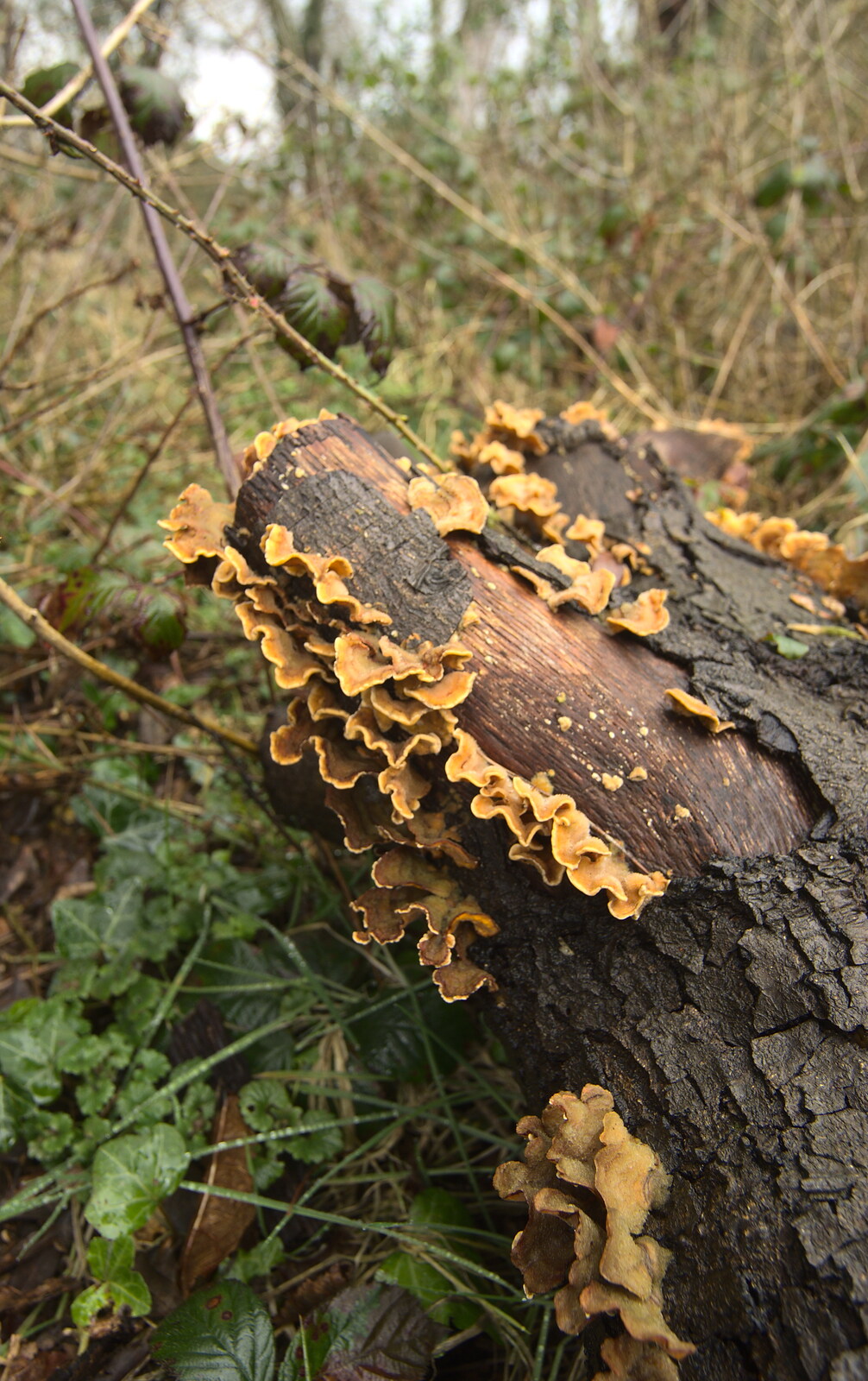 Ribbons of fungus on a tree stump from A Trip to Highcliffe Castle, Highcliffe, Dorset - 18th March 2013