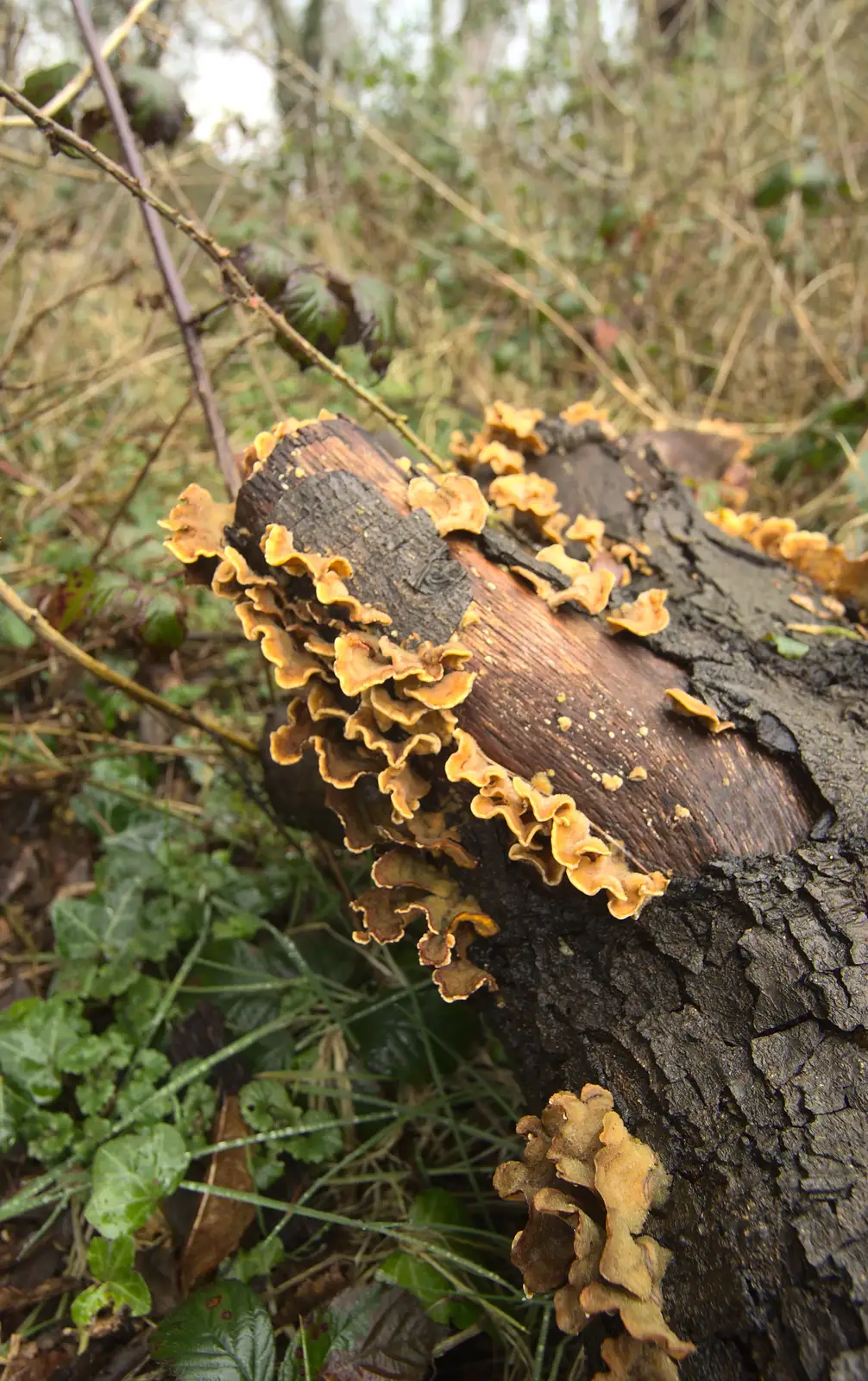 Ribbons of fungus on a tree stump, from A Trip to Highcliffe Castle, Highcliffe, Dorset - 18th March 2013