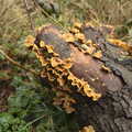 Ribbons of fungus on a tree stump, A Trip to Highcliffe Castle, Highcliffe, Dorset - 18th March 2013