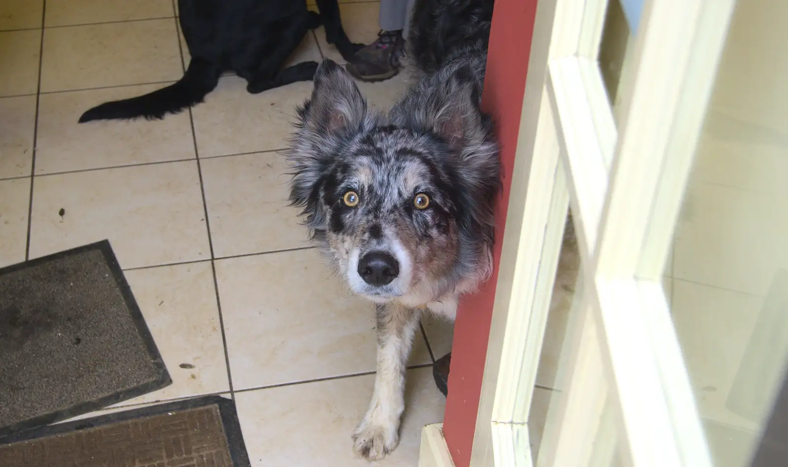 A crazy-eyed dog looks out from the café, from A Trip to Highcliffe Castle, Highcliffe, Dorset - 18th March 2013