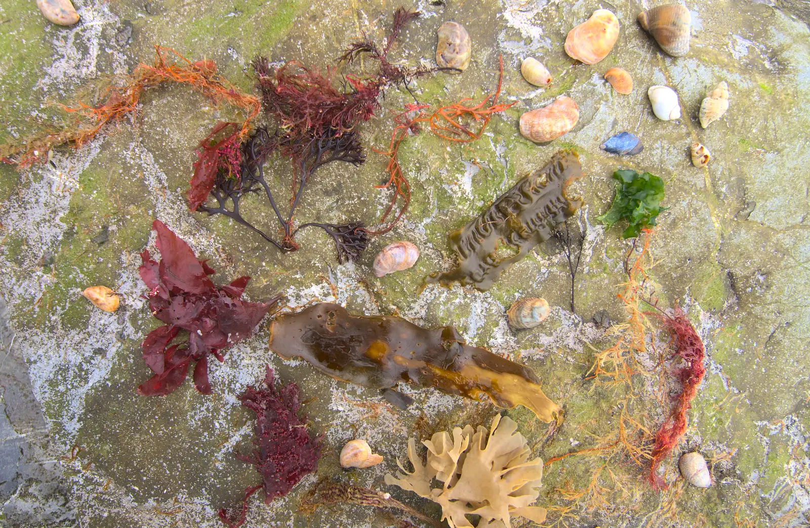 Fred's collection of seaweed, from Barton on Sea Beach, and a Trip to Christchurch, Hampshire and Dorset - 19th March 2013