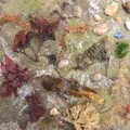 Fred's collection of seaweed, Barton on Sea Beach, and a Trip to Christchurch, Hampshire and Dorset - 19th March 2013